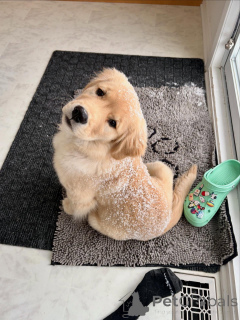 Photo №2 de l'annonce № 163715 de la vente golden retriever - acheter à Belgique éleveur