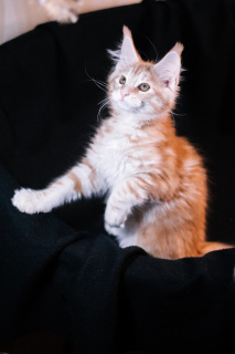 Photo №4. Je vais vendre maine coon en ville de Minsk. de la fourrière - prix - 286€