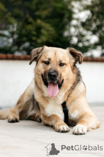 Photo №1. chien bâtard - à vendre en ville de Rivière moscou | Gratuit | Annonce №154082