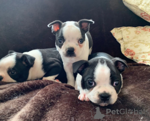 Photo №3. Adorables chiots Boston Terrier en adoption gratuite. Allemagne