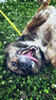 Photo №3. Un merveilleux, petit et doux ami - le chien Kuzya est à la recherche d'un. Fédération de Russie