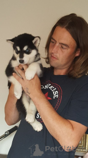 Photo №2 de l'annonce № 159413 de la vente malamute de l'alaska - acheter à Belgique annonce privée