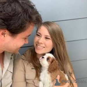 Photo №2 de l'annonce № 165589 de la vente cavalier king charles spaniel - acheter à Pays Bas annonce privée, éleveur