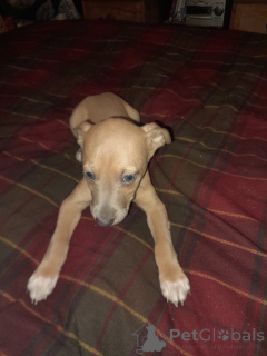 Photo №4. Je vais vendre chien à loutre en ville de Uusikaupunki. annonce privée - prix - négocié