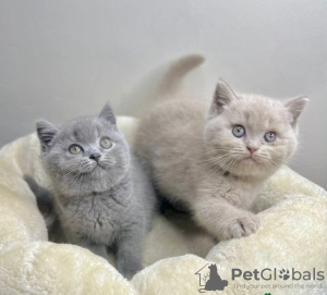 Photo №1. british shorthair - à vendre en ville de Helsinki | 237€ | Annonce № 111229