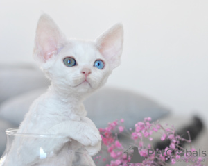 Photo №2 de l'annonce № 44543 de la vente devon rex - acheter à Pays Bas éleveur