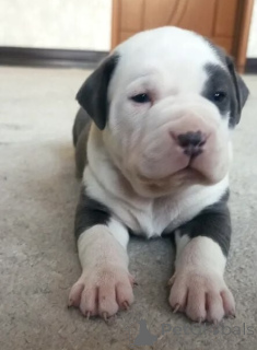 Photo №2 de l'annonce № 135145 de la vente american bully - acheter à Arménie annonce privée, éleveur