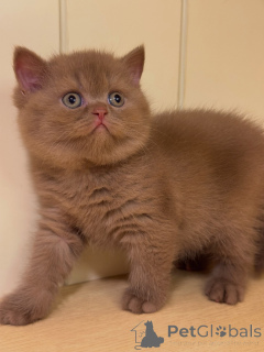 Photo №2 de l'annonce № 177433 de la vente british shorthair - acheter à Suisse annonce privée