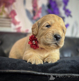 Photo №4. Je vais vendre golden retriever en ville de Anvers. annonce privée - prix - Gratuit