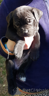 Photo №4. Je vais vendre cane corso en ville de Tbilissi.  - prix - 240€