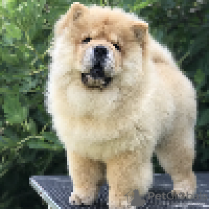 Photos supplémentaires: Chiots Chow Chow à vendre !