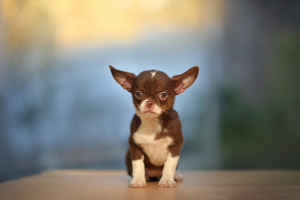 Photos supplémentaires: Chihuahua au chocolat