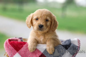 Photo №3. Adorables chiots Golden Retriever prêts à vivre dans des foyers aimants. Allemagne