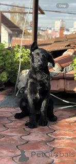 Photo №2 de l'annonce № 159097 de la vente berger allemand - acheter à Serbie éleveur