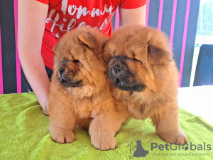 Photo №3. Chiots chow-chow. Pologne