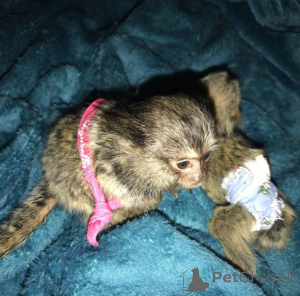 Photo №1.  - à vendre en ville de Chéladna | négocié | Annonce №161694