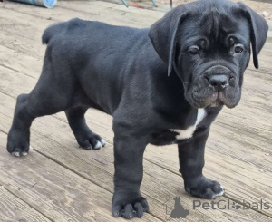 Photo №1. cane corso - à vendre en ville de Bruxelles | négocié | Annonce №162244