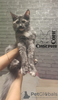 Photo №3. SIBERIA SONG KHALISI. Fédération de Russie