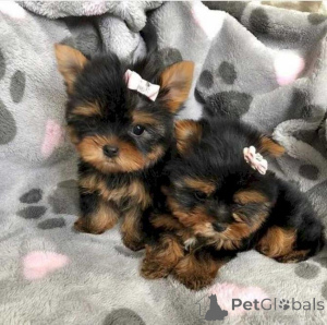 Photo №1. bichon maltais, yorkshire terrier - à vendre en ville de Торонто | 638€ | Annonce №141166