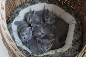 Photo №1. bleu russe - à vendre en ville de Bruxelles | 580€ | Annonce № 164251