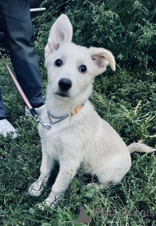 Photo №2 de l'annonce № 67157 de la vente  - acheter à Fédération de Russie annonce privée