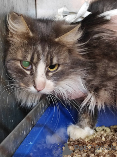 Photo №1.  - à vendre en ville de Minsk | Gratuit | Annonce № 166210