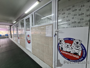 Photo №3. Hôtel de chiens en Fédération de Russie