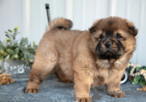 Photo №1. chow-chow - à vendre en ville de Dubaï | négocié | Annonce №158655