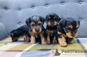 Photo №3. Teacup Yorkshire Terrier Puppy en adoption gratuite. Allemagne