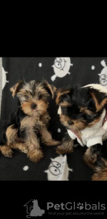 Photo №1. yorkshire terrier - à vendre en ville de Regensburg | 265€ | Annonce №119357