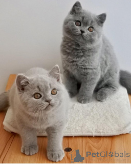 Photo №1. british shorthair - à vendre en ville de Friborg | 400€ | Annonce № 174468