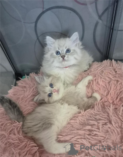 Photo №1. sibérien - à vendre en ville de Bünsdorf | 350€ | Annonce № 153179