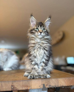 Photo №1. maine coon - à vendre en ville de Berlin | négocié | Annonce № 164780