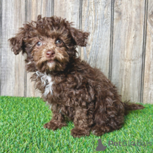Photo №2 de l'annonce № 167877 de la vente caniche (jouet) - acheter à Suisse annonce privée