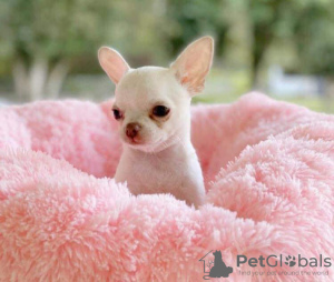 Photo №1. chihuahua - à vendre en ville de Munich | négocié | Annonce №95262