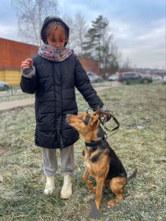 Photo №4. Je vais vendre chien bâtard en ville de Rivière moscou. annonce privée - prix - Gratuit