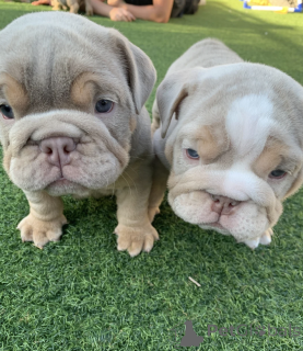 Photo №1. bulldog anglais - à vendre en ville de Rome | 2500€ | Annonce №141308