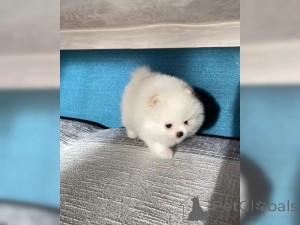 Photo №3. Chiots poméraniens zwergspitz. Allemagne