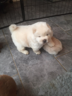 Photo №1. chow-chow - à vendre en ville de Augsbourg | 400€ | Annonce №149037