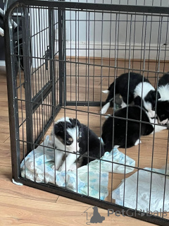 Photo №4. Je vais vendre border collie en ville de Arrondissement de Berchtesgaden-Campagne. annonce privée, éleveur - prix - 325€