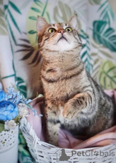 Photo №3. Minou aux yeux d'émeraude Mira entre de bonnes mains. Fédération de Russie