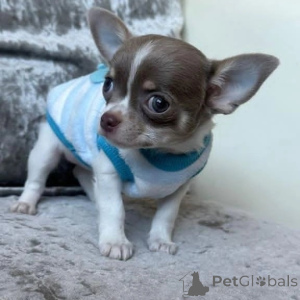 Photo №1. chihuahua - à vendre en ville de Nuremberg | négocié | Annonce №152847