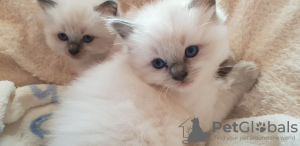 Photos supplémentaires: Chatons Ragdoll vaccinés prêts à être vendus à des foyers aimants