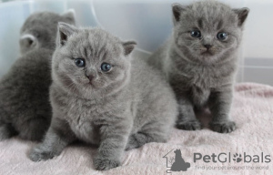 Photo №1. british shorthair - à vendre en ville de New york | 265€ | Annonce № 104287