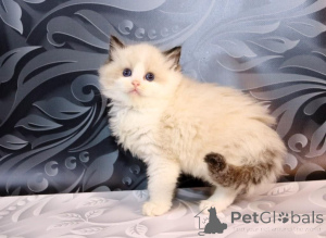 Photo №4. Je vais vendre british longhair en ville de New york.  - prix - 319€
