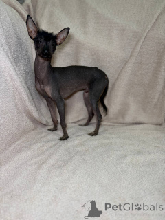 Photo №4. Je vais vendre xoloitzcuintle en ville de Minsk. éleveur - prix - 391€