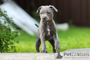 Photos supplémentaires: Filles American Staffordshire Bull Terrier