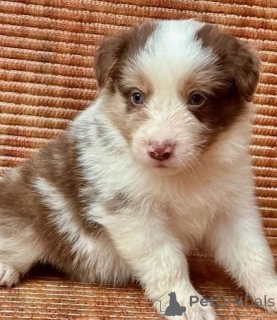 Photo №2 de l'annonce № 143521 de la vente welsh corgi - acheter à L'Autriche éleveur