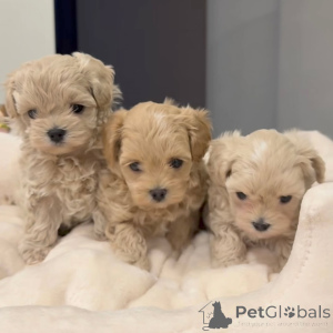 Photo №1. maltipu - à vendre en ville de Dijon | négocié | Annonce №167213