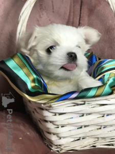 Photo №4. Je vais vendre bichon maltais en ville de Шилуте. annonce privée - prix - négocié